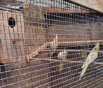Tekoop div broedrijpe valkparkieten., Dieren en Toebehoren, Meerdere dieren, Parkiet, Tam