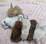 7 Gezonde mini-lop schattige hangoor Ras konijntjes., Dieren en Toebehoren, Konijnen, Meerdere dieren, Dwerg, Hangoor, 0 tot 2 jaar