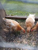 4 mooie friese zilverpel kuikens, Dieren en Toebehoren, Geslacht onbekend, Kip