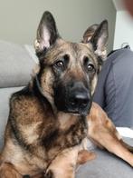 Mechelse herder !, Rabiës (hondsdolheid), Reu, Eén hond, 3 tot 5 jaar