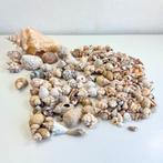 Grote collectie schelpen, Verzamelen, Mineralen en Fossielen, Ophalen of Verzenden, Schelp(en)