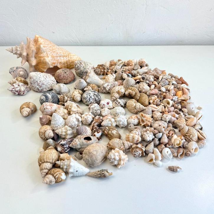 Grote collectie schelpen, Verzamelen, Mineralen en Fossielen, Schelp(en), Ophalen of Verzenden