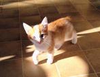 2 jonge katertjes, Dieren en Toebehoren, Katten en Kittens | Overige Katten, Kater, Kortharig