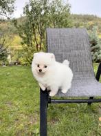 Pomeranian reutje te koop, Dieren en Toebehoren, Particulier, Rabiës (hondsdolheid), 15 weken tot 1 jaar, Buitenland