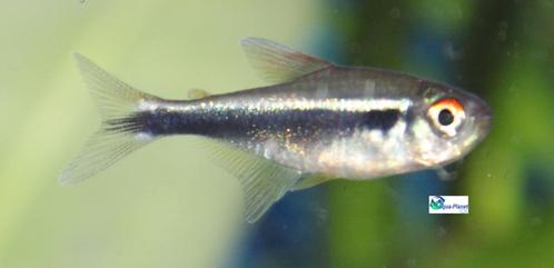 Zwarte Neon, Dieren en Toebehoren, Vissen | Aquariumvissen, Zoetwatervis, Vis, Schoolvis
