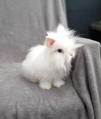 Teddy dwerg baby`s, Dieren en Toebehoren, Meerdere dieren, Dwerg