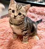 😻100% brits(e)korthaar  silver tabby blotched kitten poesje, Dieren en Toebehoren, Poes, Gechipt, 0 tot 2 jaar