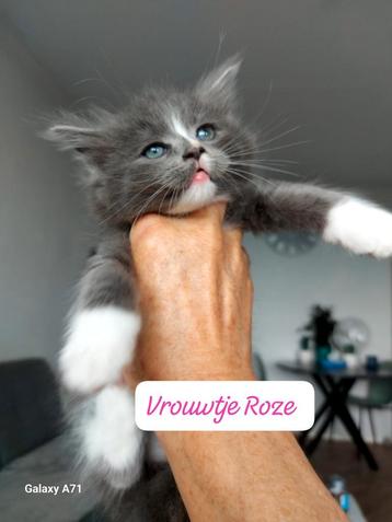  Maincoon kittens  beschikbaar voor biedingen