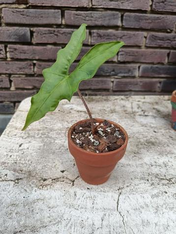 Alocasia Batwing beschikbaar voor biedingen