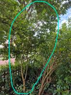 Spaanse Aak, Ophalen, Volle zon, Overige soorten, 100 tot 250 cm