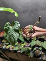 Philodendron Mamei Ecuador, Huis en Inrichting, Kamerplanten, Ophalen of Verzenden