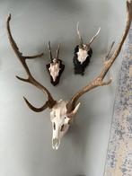 Geweien met schedel en houten schild, Ophalen of Verzenden, Zo goed als nieuw