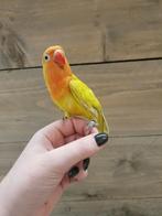 agapornis Fischeri in mooie kleuren | jonge vogel