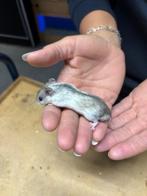 Te koop jonge Chinese dwerghamsters, Meerdere dieren, Hamster, Na 1 juli 2024