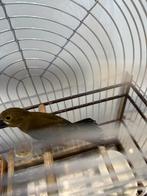 Twa twa, Dieren en Toebehoren, Vogels | Overige Vogels, Mannelijk, Tropenvogel, Geringd