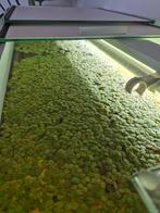 Salvinia minima, Dieren en Toebehoren, Vis