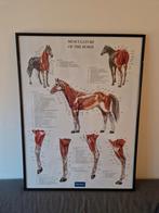 Anatomie poster paard - skelet + spieren, Diversen, Ophalen, Gebruikt