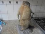 mooie opgezette marmot, Ophalen, Zo goed als nieuw, Wild dier, Opgezet dier