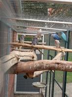 Halsbanden, Dieren en Toebehoren, Vogels | Parkieten en Papegaaien, Meerdere dieren, Parkiet