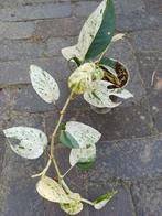 Epipremnum pinnatum 'Marble King' stekje, Ophalen of Verzenden, Overige soorten, Volle zon