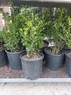 Ilex crenata Caroline Upright, Ophalen, Minder dan 100 cm
