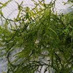 Kwart emmer ! Mooi mos voor in het aquarium, Ophalen of Verzenden, Zo goed als nieuw, Plant(en), Steen of Hout