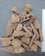 Fossielen Holenbeer botten, ijstijd fossielen., Ophalen of Verzenden, Fossiel