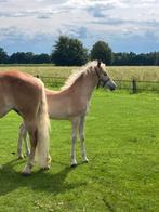 Haflinger hengstveulen, Dieren en Toebehoren, Paarden, Minder dan 160 cm, 0 tot 2 jaar, Hengst, Recreatiepaard