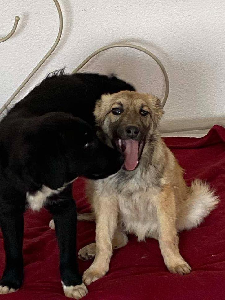 Dana is een lief, vriendelijk meisje, Dieren en Toebehoren, Honden | Niet-rashonden, Middel, Teef, Particulier, Eén hond, Buitenland