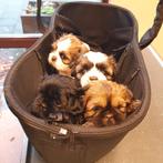 raszuivere shih tzu pups, Dieren en Toebehoren, Honden | Chihuahua's en Gezelschapshonden, Overige rassen, 8 tot 15 weken, Teef