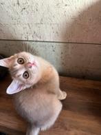 Britse korthaar katertje, Dieren en Toebehoren, Katten en Kittens | Raskatten | Korthaar, Meerdere dieren, Ontwormd