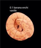 0.1 banana enchi vanille koningspython (python regius), Dieren en Toebehoren, Reptielen en Amfibieën, Slang, 0 tot 2 jaar, Tam