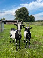 Bonte melkgeiten te koop, Dieren en Toebehoren, Schapen, Geiten en Varkens, Mannelijk, Geit