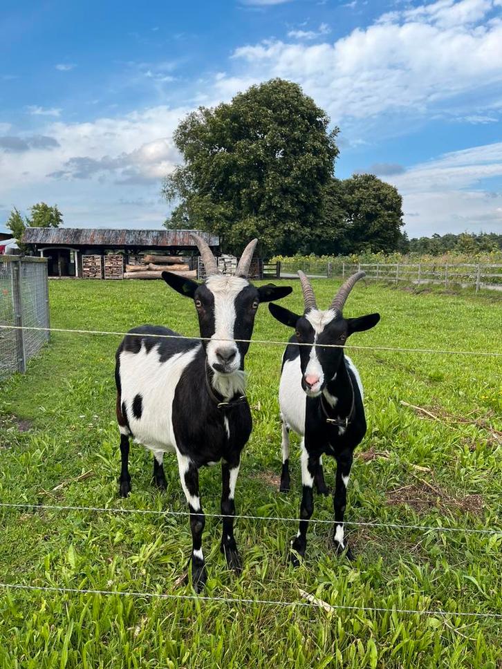 Bonte melkgeiten te koop, Dieren en Toebehoren, Schapen, Geiten en Varkens, Geit, Mannelijk