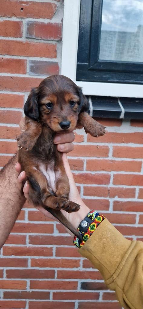 Kaninchen en dwerg/kaninchen puppy's 5okt teefjes,reutjes, Dieren en Toebehoren, Honden | Teckels en Dashonden, Meerdere dieren