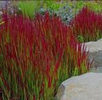 Japans bloedgras | siergrassen, Ophalen, Zomer, Siergrassen, Volle zon