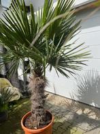 Palmboom Trachycarpus fortunei in pot /winterhard, In pot, Lente, Volle zon, Ophalen