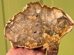 Versteend hout schijf plak dubbel gepolijst mineralen, Verzamelen, Mineralen en Fossielen, Ophalen of Verzenden