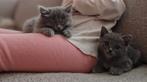 2 kittens, Kruising heilige birmaan & Britse korthaar, Dieren en Toebehoren, Meerdere dieren, Gechipt, 0 tot 2 jaar