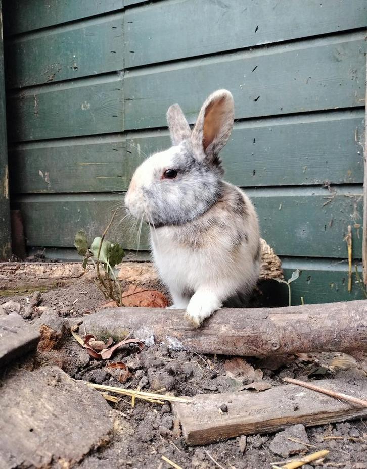 Lief konijntje, Dieren en Toebehoren, Konijnen, Mannelijk