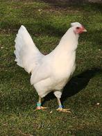 Toompje jonge schijndelaar 1+4, Dieren en Toebehoren, Pluimvee, Meerdere dieren, Kip