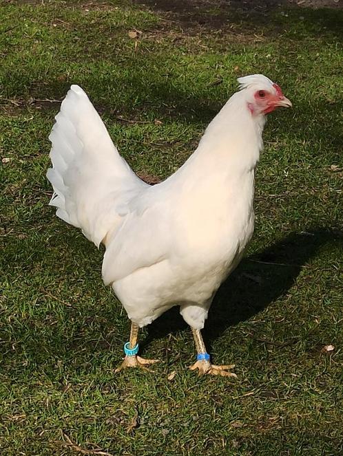Toompje jonge schijndelaar 1+4 of ruilen, Dieren en Toebehoren, Pluimvee, Kip, Meerdere dieren