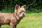 Prachtige goedgekeurde fluffy isabella franse bulldog dekreu, Rabiës (hondsdolheid), Reu, 1 tot 2 jaar, Bulldog