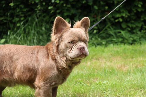 Prachtige goedgekeurde fluffy isabella franse bulldog dekreu, Dieren en Toebehoren, Honden | Bulldogs, Pinschers en Molossers