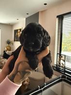 Cockadoodle pups, Dieren en Toebehoren, Honden | Niet-rashonden, België, Particulier, 8 tot 15 weken, Teef