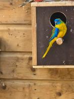 Te koop 2 turqusine parkiet mannen, Dieren en Toebehoren, Vogels | Parkieten en Papegaaien, Mannelijk, Parkiet