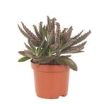 Mother of thousands stekjes - 2 euro per stuk, Huis en Inrichting, Kamerplanten, Vetplant, Minder dan 100 cm, Bloeiende kamerplant