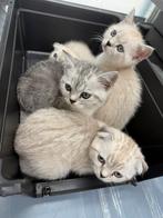Britse kort haar laatste 2, Dieren en Toebehoren, Katten en Kittens | Overige Katten, Meerdere dieren