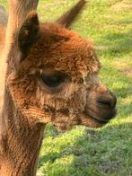 Prachtige hoogdrachtige merrie met lookalike zoon vorig jaar, Meerdere dieren, Voor 1 juli 2024