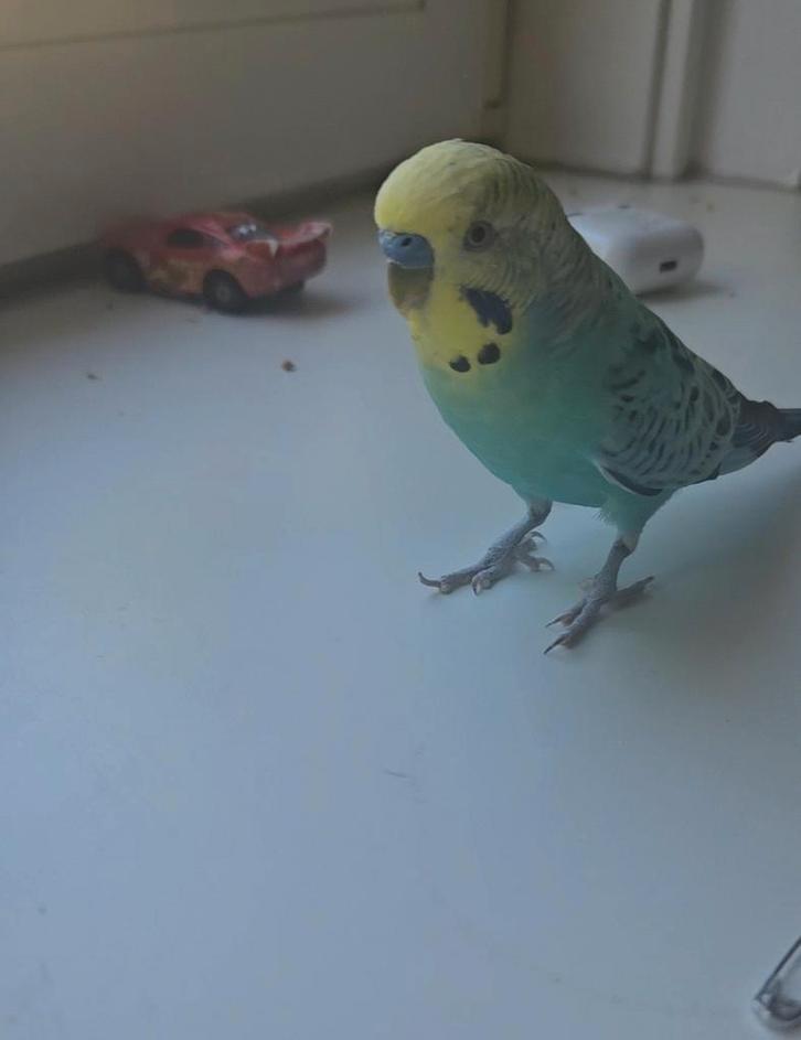 Vogel oppas, Dieren en Toebehoren, Vogels | Parkieten en Papegaaien, Parkiet, Meerdere dieren